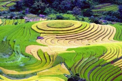 Ruộng bậc thang tại xã Xím Vàng, huyện Bắc Yên (Sơn La). (Ảnh: Quang Quyết/TTXVN)