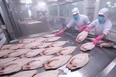Thị trường EU hiện đang là thị trường xuất khẩu thủy sản đứng thứ hai của Việt Nam, chiếm trọng 17% tổng giá trị xuất khẩu thủy sản. (Ảnh: TTXVN)