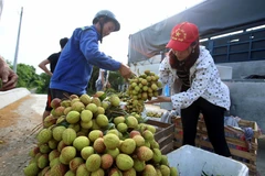 Từ giữa tháng Năm đến nay, hơn 13.000 tấn quả vải tươi đã được xuất sang Trung Quốc qua cửa khẩu Tân Thanh, Lạng Sơn. (Ảnh: Phạm Kiên/TTXVN)