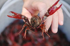 [Video] Sức phá hoại đáng sợ của sinh vật ngoại lai tôm càng đỏ