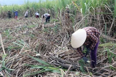  Nhiều diện tích mía ở Phú Yên đang bị thu hẹp. (Ảnh: Thế Lập/TTXVN)