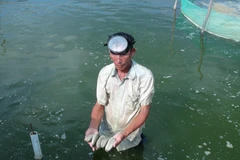 Hải sâm được nuôi trong ao cát kết hợp với ốc hương ở giai đoạn 2. (Ảnh: Phan Sáu/TTXVN)