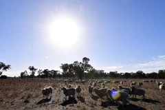 Cánh đồng cỏ dành cho chăn nuôi gia súc bị khô hạn do nắng nóng kéo dài tại bang New South Wales, Australia. (Ảnh: AFP/TTXVN)