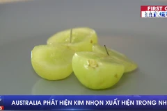 [Video] Australia tiếp tục phát hiện kim nhọn cắm trong quả nho