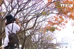 [Video] Hà Nội đẹp đến xao xuyến trong mùa cây thay lá 