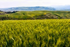 Một cánh đồng lúa mì ở Xương Cát, phía tây bắc khu tự trị Tân Cương, Trung Quốc. (Ảnh: THX/TTXVN)