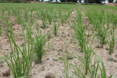 Phương pháp canh tác SRI giúp vụ mùa của nông dân Thái Lan tăng sản lượng 40%. (Nguồn: mekongcommons.org)