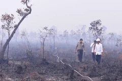 Tổng thống Indonesia Joko Widodo (phải) thị sát khu vực xảy ra cháy rừng ở Nam Sumatra ngày 6/9. (Ảnh: AFP/TTXVN)