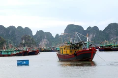 Các tàu, thuyền đã về nơi tránh trú neo đậu an toàn. (Ảnh: Văn Đức/TTXVN)