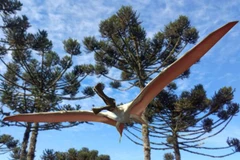 Loài thằn lằn bay thuộc dòng Pterizard. (Nguồn: nationalgeographic.com)