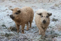 [Video] Những giống lợn kỳ lạ trên thế giới vẫn tồn tại đến ngày nay