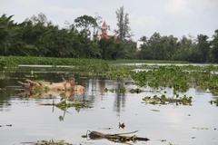 Xác lợn trôi trên kênh gây ô nhiễm nguồn nước. (Ảnh minh họa: Hồng Thái/TTXVN)