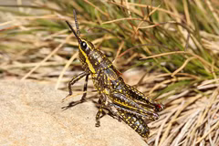 (Nguồn: Amazing Animals)