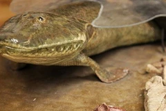 Cá cổ đại Tiktaalik roseae. (Nguồn: Livescience)