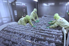 Cấp đông sản phẩm tôm xuất khẩu tại nhà máy của Công ty Cổ phần thủy sản Minh Phú Hậu Giang. (Ảnh: Vũ Sinh/TTXVN) 