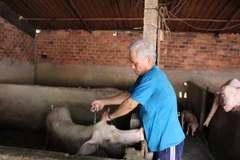 Người dân huyện Đức Huệ (Long An) chủ động tiêm phòng dịch bệnh cho lợn. (Ảnh: Đức Hạnh/TTXVN)