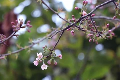 [Photo] Hoa Tớ Dày rắc Xuân rực rỡ khắp rẻo cao Tây Bắc