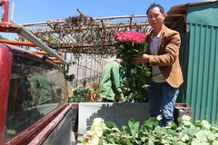 Hhoa hồng Đà Lạt đẹp nổi tiếng nên được khách hàng ưa chuộng. (Ảnh: Nguyễn Dũng/TTXVN)