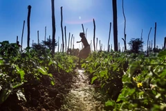 Dự án tưới nước ngầm gần Ziway, Ethiopia. (Nguồn: IMWI)