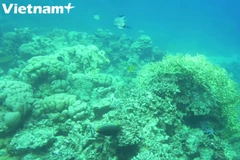 [Video] Đến Cù Lao Chàm lặn ngắm san hô tuyệt đẹp dưới đáy biển