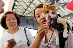Một con mèo cưng nếm đồ ăn vặt cho mèo tại Hội chợ thú cưng châu Á lần thứ 21 ở Thượng Hải, miền đông Trung Quốc, ngày 25 tháng 8 năm 2018. (Nguồn: Tân hoa xã)