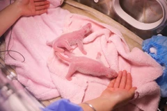 Cặp gấu trúc sinh đôi nặng cân nhất thế giới. (Nguồn: China Daily)