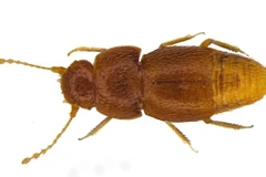 Loài bọ hung được mang tên Greta Thunberg. (Nguồn: BBC)