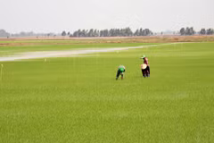 Chăm sóc lua tại huyện Hòn Đất, Kiên Giang. (Ảnh: Lê Huy Hải/TTXVN)
