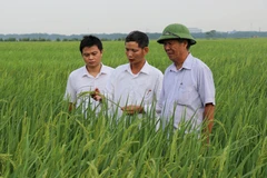 Cán bộ Phòng Nông nghiệp và Phát triển Nông thôn huyện Yên Phong kiểm tra đồng lúa nếp cái hoa vàng Yên Phụ. (Ảnh: Đinh Văn Nhiều/TTXVN)