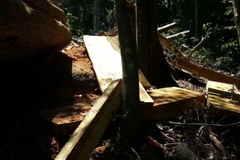 Hiện trường một vụ chặt phá rừng tại Gia Lai. (Ảnh: Hồng Điệp/TTXVN)