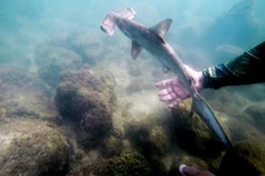 Một vùng biển ở giữa Thái Bình Dương là "vườn trẻ" của cá nhám búa. (Nguồn: phys.org)