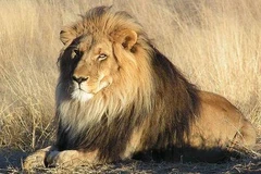 Sư tử Nam Phi. (Nguồn: thepetitionsite.com)