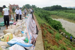 Các lực lượng gia cố tạm điểm sạt trên đê hữu sông Chu qua xã Thọ Hải, huyện Thọ Xuân. (Ảnh: Nguyễn Nam/TTXVN)