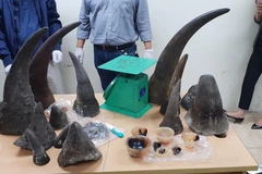 Tang vật sừng tê giác buôn bán trái phép bị lực lượng chức năng thu giữ. (Ảnh: TTXVN)