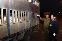 Kiểm soát chặt dịch tả lợn châu Phi, không để lây lan vào phía Nam