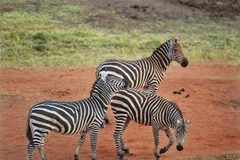 [Video] Ngày Trái Đất: Hãy trân trọng ngôi nhà duy nhất của loài người