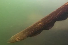 [Video] Phát hiện loài lươn có thể phóng điện mạnh tới 860 volt