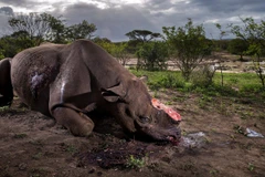 [Video] Những loài động vật đang dần biến mất khỏi Trái Đất