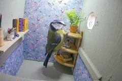 Căn phòng hiện đại của chim Sẻ ngô xanh