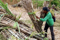 Ngành mía đường ở Nam Trung Bộ đang gặp nhiều khó khăn. (Ảnh: Trung Hiếu/TTXVN) 