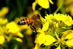 Ảnh minh họa. (Nguồn: grainews.ca)