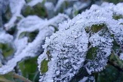 Sương muối và băng giá tại xã Xà Hồ và Bản Công, huyện Trạm Tấu, Yên Bái. (Ảnh: Tuấn Anh/TTXVN)