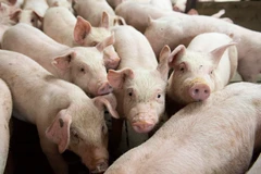 Thành phố Bắc Kinh sẽ đầu tư lớn vào ngành nuôi lợn. (Ảnh: AFP/TTXVN)