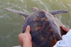 [Video] Thả đồi mồi dứa quý hiếm có tên trong Sách Đỏ về biển