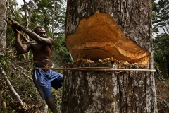 Những cây gỗ lớn cả trăm năm tuổi bị chặt phá. (Nguồn: lifegate.com)