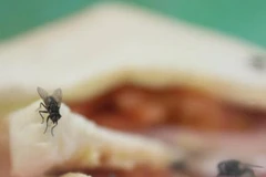 Loài ruồi - 'vị cứu tinh' đắc dụng xử lý các loại thực phẩm thừa 