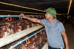 Ông Nguyễn Văn Công kiểm tra hệ thống nước trong chuồng nuôi. (Ảnh: Nguyễn Lành/TTXVN)