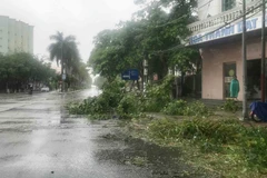 Cành cây gẫy đổ do bão số 2 tại khu I Đồ Sơn, Hải Phòng. (Ảnh: An Đăng/TTXVN)