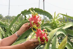 Thanh long - sản vật của Việt Nam xuất khẩu tới nhiều thị trường nước ngoài. (Ảnh: Bùi Giang/TTXVN)