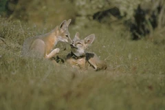 Cáo San Joaquin bị đe dọa bởi thuốc diệt chuột. (Nguồn: Reuters)